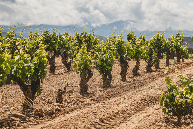 blackhat vineyard